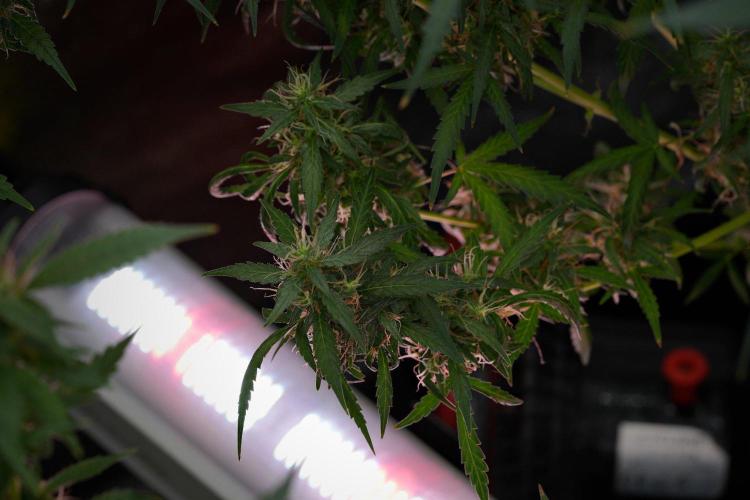 Pheno B Black Diamond Auto By Zamnesia. Week 11 - Pheno B Black Diamond Auto