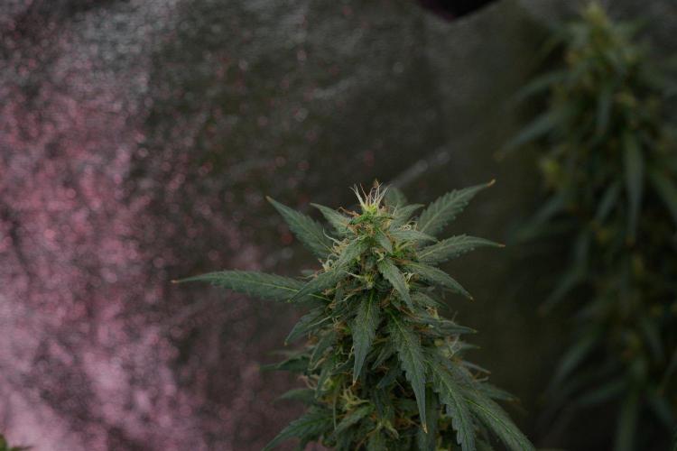 Pheno B Black Diamond Auto By Zamnesia. Week 11 - Pheno B Black Diamond Auto