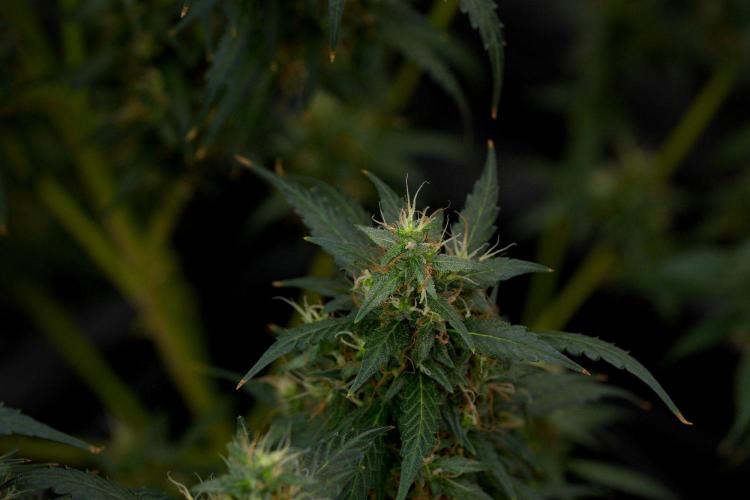 Pheno B Black Diamond Auto By Zamnesia. Week 11 - Pheno B Black Diamond Auto