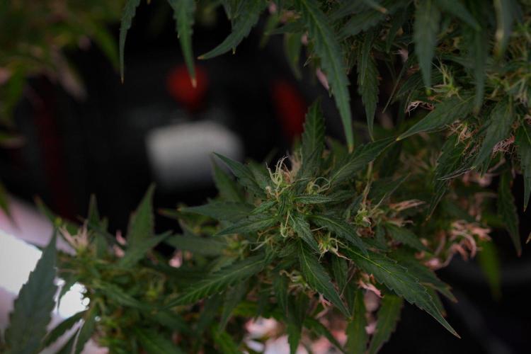 Pheno B Black Diamond Auto By Zamnesia. Week 11 - Pheno B Black Diamond Auto