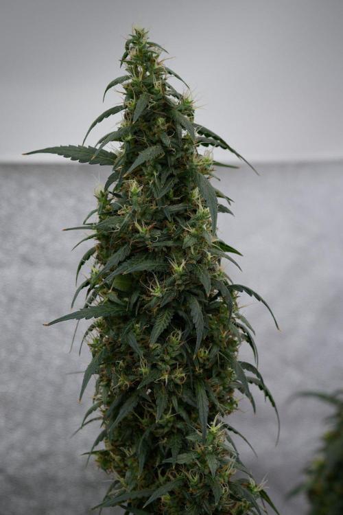 Pheno B Black Diamond Auto By Zamnesia. Week 11 - Pheno B Black Diamond Auto