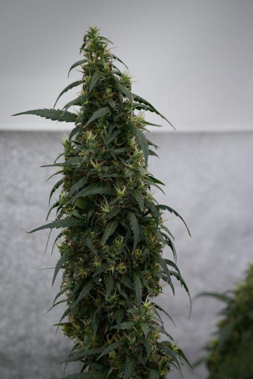 Pheno B Black Diamond Auto By Zamnesia. Week 11 - Pheno B Black Diamond Auto