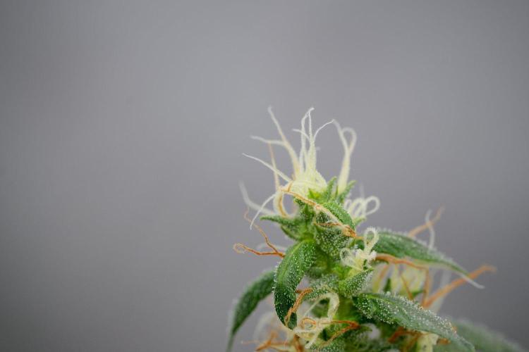 Pheno B Black Diamond Auto By Zamnesia. Week 11 - Pheno B Black Diamond Auto