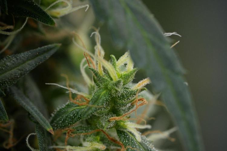 Pheno B Black Diamond Auto By Zamnesia. Week 11 - Pheno B Black Diamond Auto
