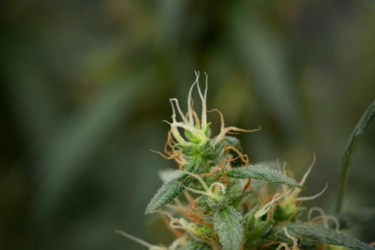 Pheno B Black Diamond Auto By Zamnesia. Week 11 - Pheno B Black Diamond Auto