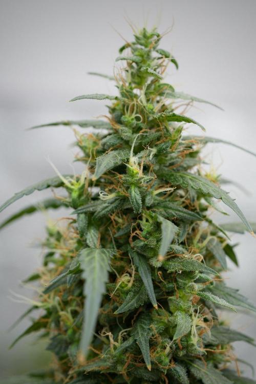Pheno B Black Diamond Auto By Zamnesia. Week 11 - Pheno B Black Diamond Auto