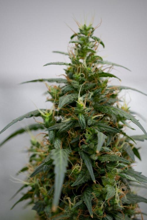 Pheno B Black Diamond Auto By Zamnesia. Week 11 - Pheno B Black Diamond Auto