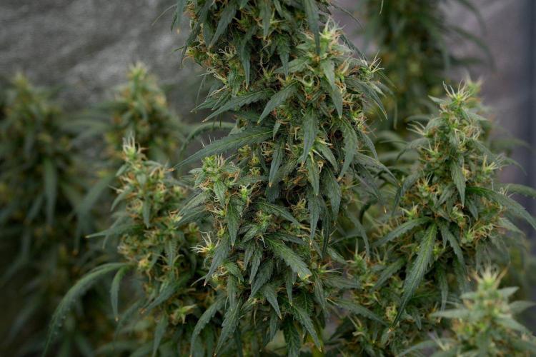Black Diamond Auto. Week 11