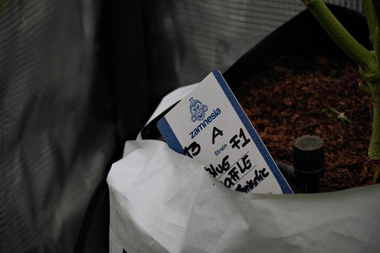 Blue Waffle F1 Zamnesia Pheno A. Week 10 - Blue Waffle F1 Zamnesia Pheno A 