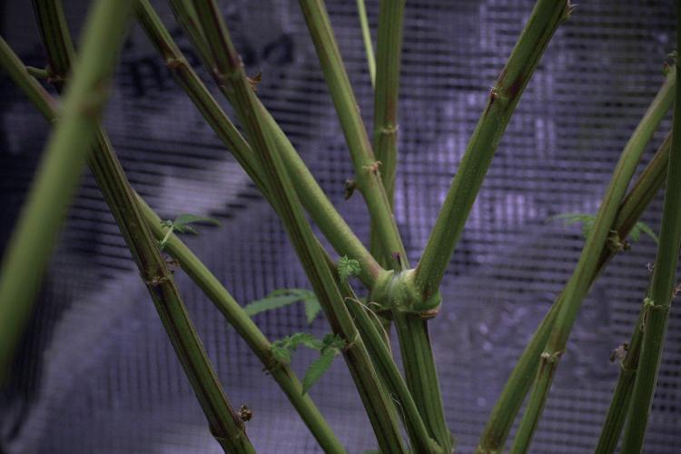 Blue Waffle F1 Zamnesia Pheno A. Week 10 - Blue Waffle F1 Zamnesia Pheno A 