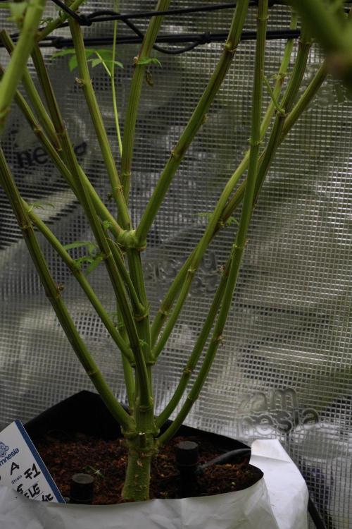 Blue Waffle F1 Zamnesia Pheno A. Week 10 - Blue Waffle F1 Zamnesia Pheno A 