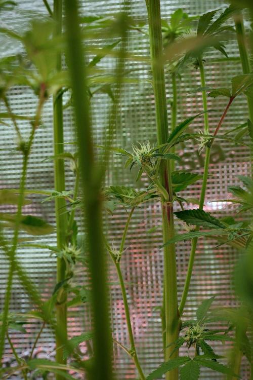 Blue Waffle F1 Zamnesia Pheno A. Week 10 - Blue Waffle F1 Zamnesia Pheno A 