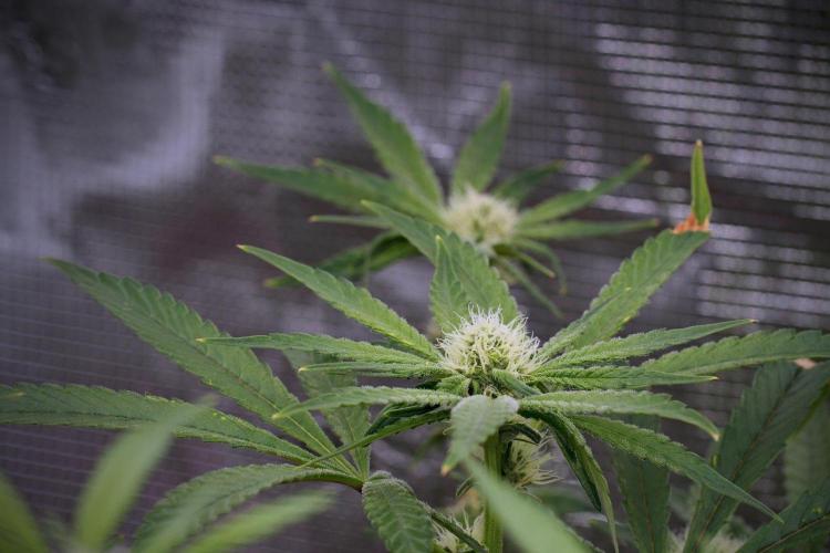 Blue Waffle F1 Zamnesia Pheno A. Week 10 - Blue Waffle F1 Zamnesia Pheno A 