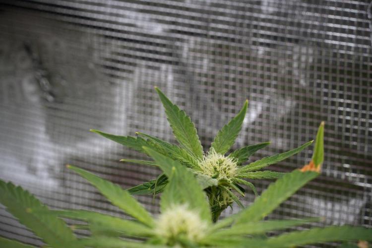Blue Waffle F1 Zamnesia Pheno A. Week 10 - Blue Waffle F1 Zamnesia Pheno A 