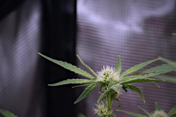 Blue Waffle F1 Zamnesia Pheno A. Week 10 - Blue Waffle F1 Zamnesia Pheno A 