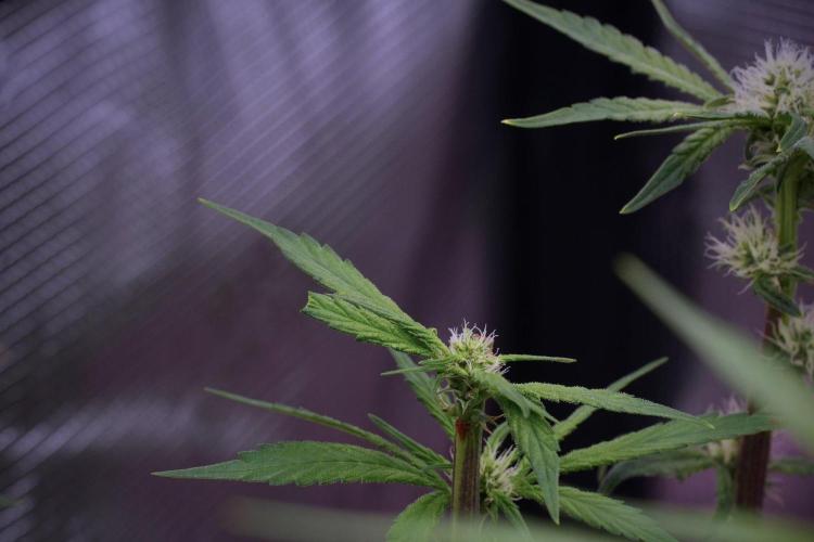 Blue Waffle F1 Zamnesia Pheno A. Week 10 - Blue Waffle F1 Zamnesia Pheno A 