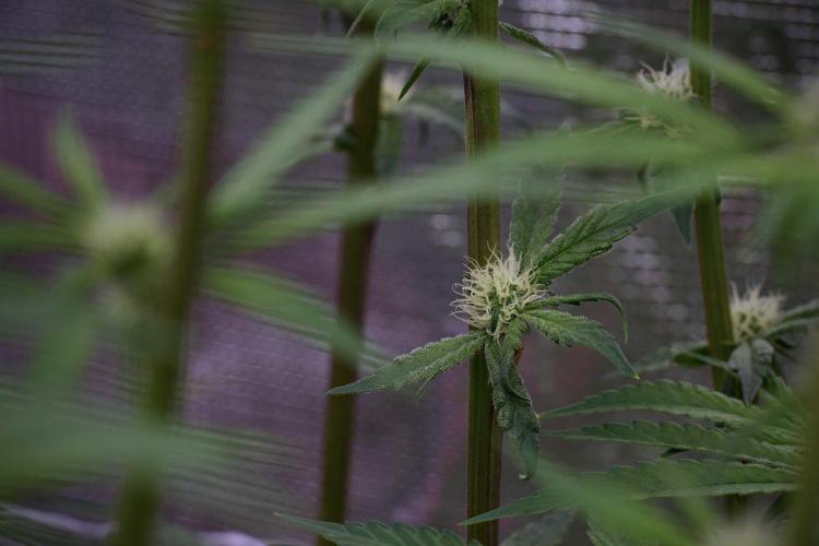 Blue Waffle F1 Zamnesia Pheno A. Week 10 - Blue Waffle F1 Zamnesia Pheno A 