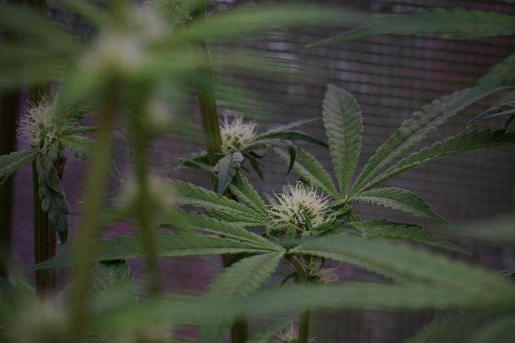 Blue Waffle F1 Zamnesia Pheno A. Week 10 - Blue Waffle F1 Zamnesia Pheno A 