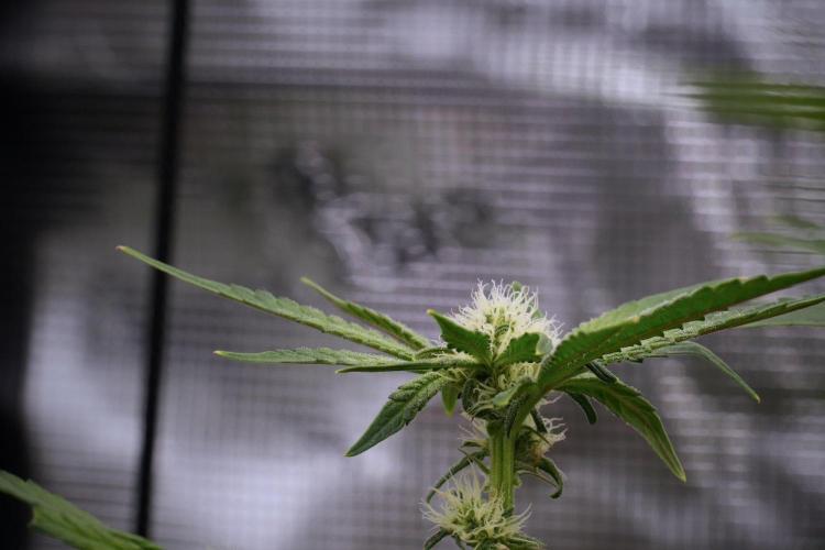 Blue Waffle F1 Zamnesia Pheno A. Week 10 - Blue Waffle F1 Zamnesia Pheno A 