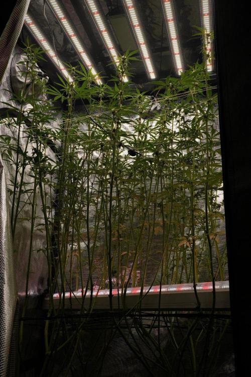 Blue Waffle F1 Zamnesia Pheno A. Week 10