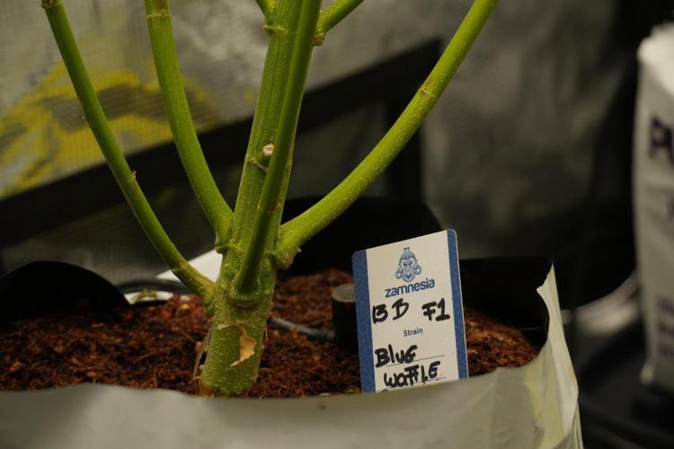 Pheno B Blue Waffle  F1 Zamnesia. Week 10 - Pheno B Blue Waffle F1 
