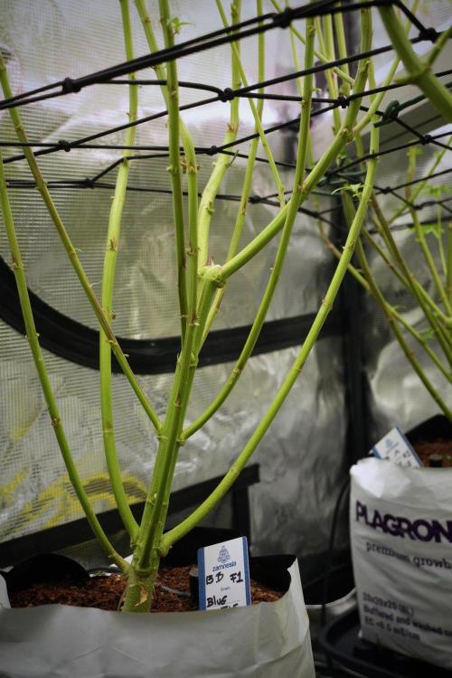 Pheno B Blue Waffle  F1 Zamnesia. Week 10 - Pheno B Blue Waffle F1 