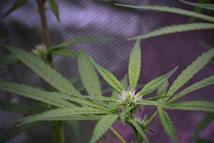 Pheno B Blue Waffle  F1 Zamnesia. Week 10 - Pheno B Blue Waffle F1 