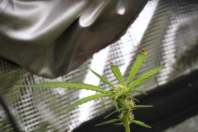 Pheno B Blue Waffle  F1 Zamnesia. Week 10 - Pheno B Blue Waffle F1 