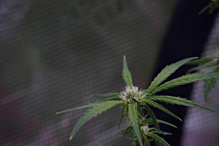 Pheno B Blue Waffle  F1 Zamnesia. Week 10 - Pheno B Blue Waffle F1 