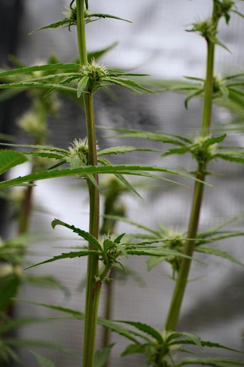 Pheno B Blue Waffle  F1 Zamnesia. Week 10 - Pheno B Blue Waffle F1 