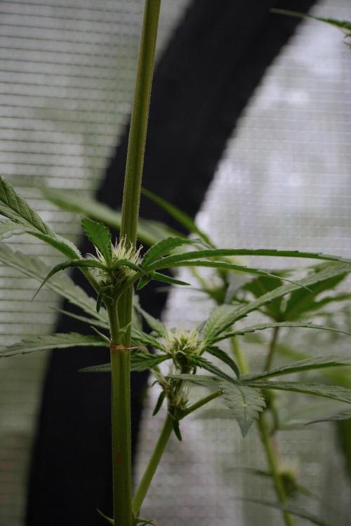 Pheno B Blue Waffle  F1 Zamnesia. Week 10 - Pheno B Blue Waffle F1 