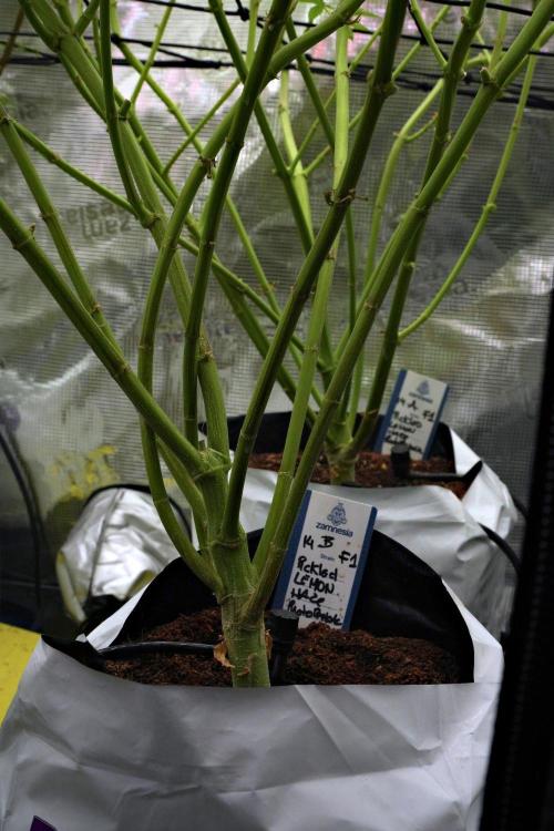 Pickle Lemon Haze F1 Zamnesia Pheno A. Week 10 - Pickle Lemon Haze F1 Pheno A