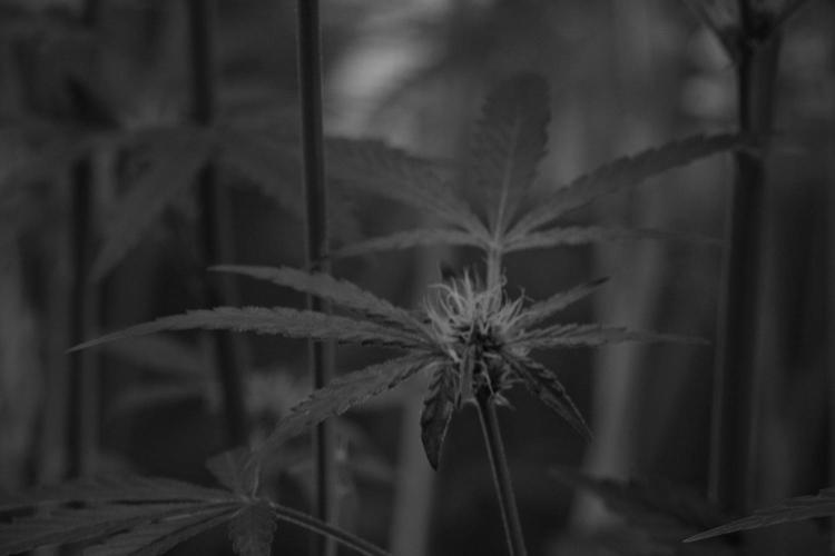 Pickle Lemon Haze F1 Zamnesia Pheno A. Week 10 - Pickle Lemon Haze F1 Pheno A