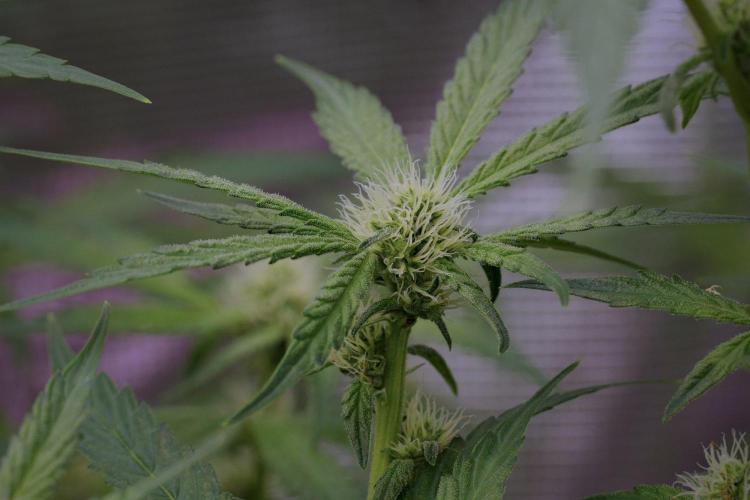 Pickle Lemon Haze F1 Zamnesia Pheno A. Week 10 - Pickle Lemon Haze F1 Pheno A