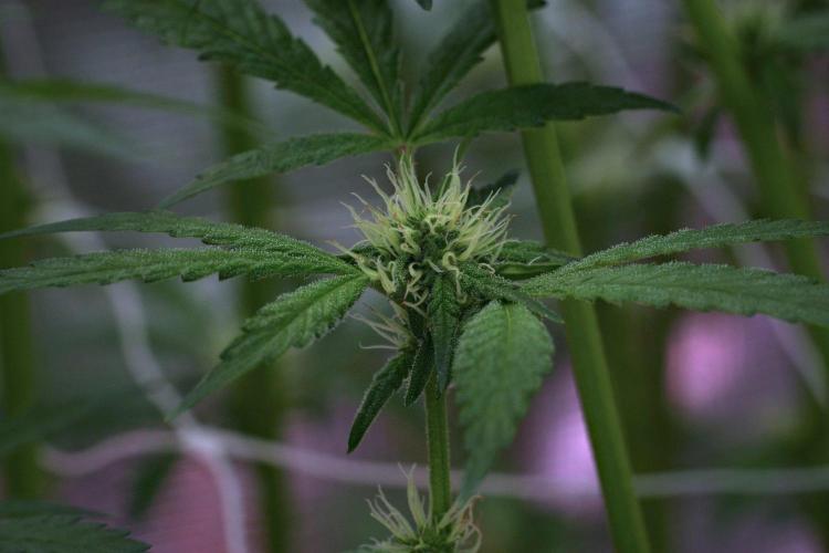Pickle Lemon Haze F1 Zamnesia Pheno A. Week 10 - Pickle Lemon Haze F1 Pheno A