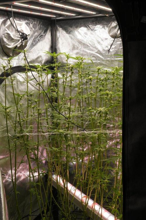Pickle Lemon Haze F1 Zamnesia Pheno A. Week 10 - room and ICL
