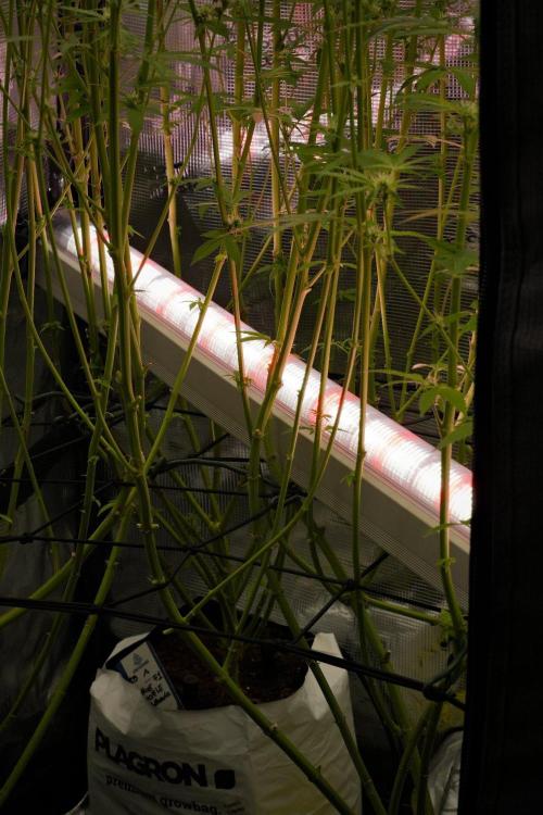 Pickle Lemon Haze F1 Zamnesia Pheno A. Week 10 - room and ICL