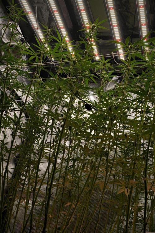 Pickle Lemon Haze F1 Zamnesia Pheno A. Week 10 - room and ICL
