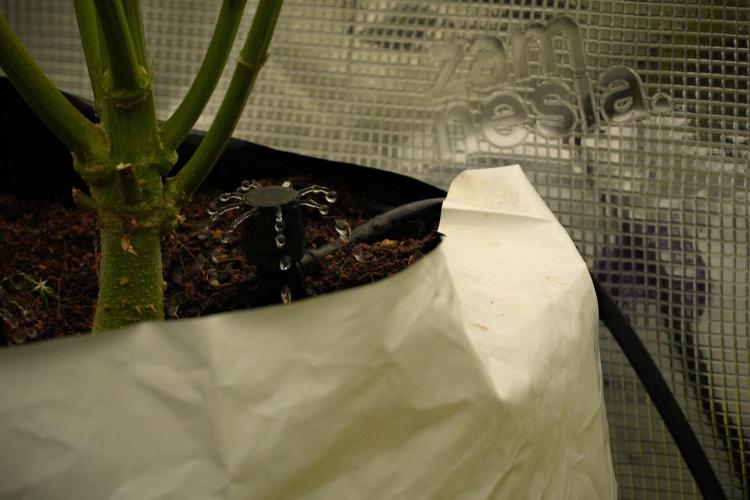 Pickle Lemon Haze F1 Zamnesia Pheno A. Week 10 - mars hydro drip system 