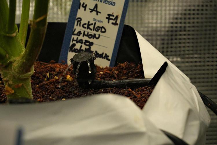 Pickle Lemon Haze F1 Zamnesia Pheno A. Week 10 - mars hydro drip system 