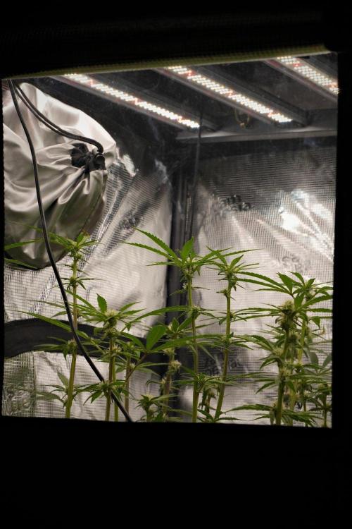 Pickle Lemon Haze F1 Zamnesia Pheno A. Week 10 - window