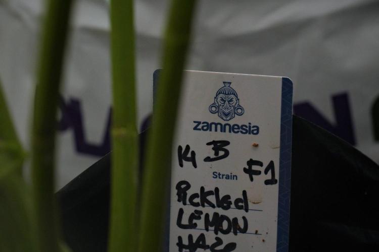 Pheno B Pickle Lemon Haze F1 Zamnesia. Week 10 - Pheno B Pickle Lemon Haze F1 