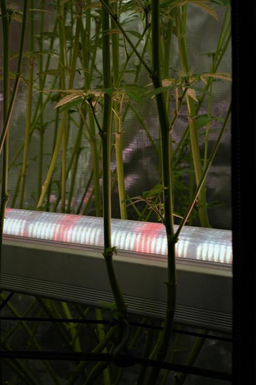 Pheno B Pickle Lemon Haze F1 Zamnesia. Week 10 - Pheno B Pickle Lemon Haze F1 
