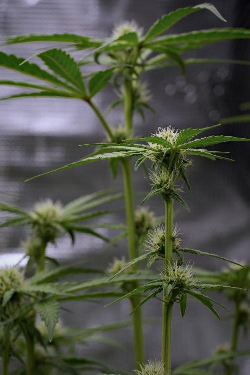 Pheno B Pickle Lemon Haze F1 Zamnesia. Week 10 - Pheno B Pickle Lemon Haze F1 