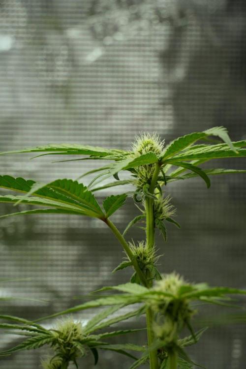 Pheno B Pickle Lemon Haze F1 Zamnesia. Week 10 - Pheno B Pickle Lemon Haze F1 