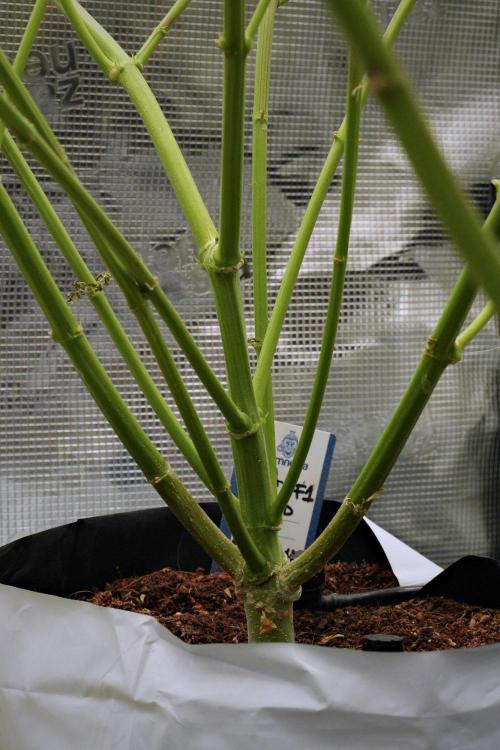 Pheno B Pickle Lemon Haze F1 Zamnesia. Week 10 - Pheno B Pickle Lemon Haze F1 