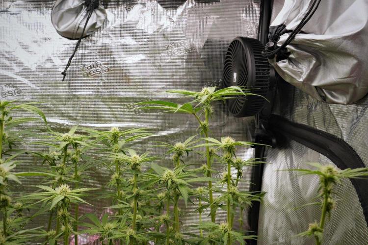 Pheno B Pickle Lemon Haze F1 Zamnesia. Week 10 - Pheno B Pickle Lemon Haze F1 