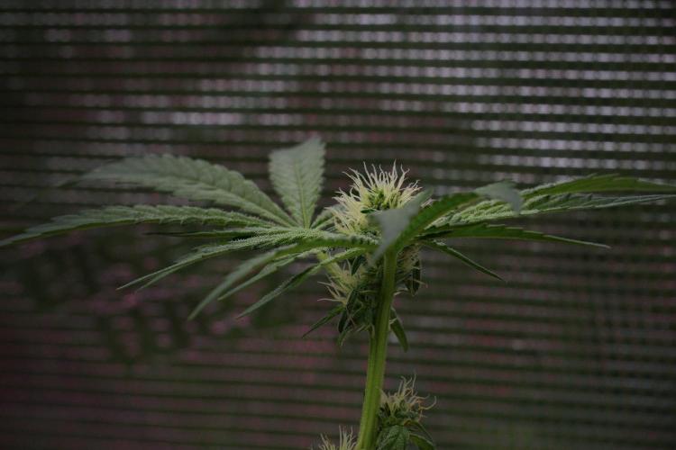 Pheno B Pickle Lemon Haze F1 Zamnesia. Week 10 - Pheno B Pickle Lemon Haze F1 