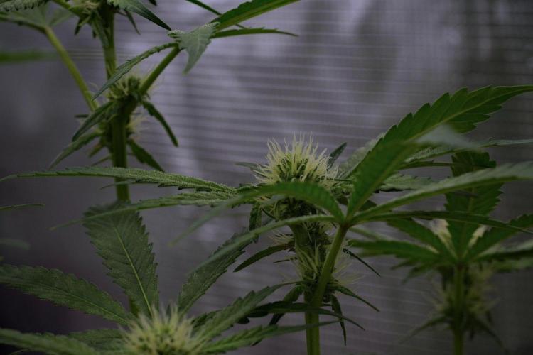 Pheno B Pickle Lemon Haze F1 Zamnesia. Week 10 - Pheno B Pickle Lemon Haze F1 