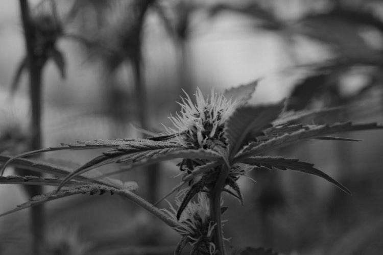 Pheno B Pickle Lemon Haze F1 Zamnesia. Week 10 - Pheno B Pickle Lemon Haze F1 